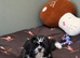 Shihtzu x Pomeranian