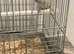 goldfinches