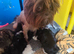Shih tzu puppies
