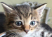 Last Adorable Boy Kitten Left, Ready 11th July