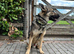 2 x GERMAN SHEPHERDS 8 MONTHS OLD BROTHER AND SISTER
