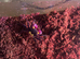 3 vampire crabs + set up