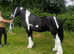 Chaps registered gelding