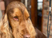 Beautiful Show Cocker Spaniel's