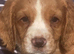 Excellent Cocker Spaniel Puppies