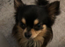 ️ LOVING HOME WANTED FOR A SPECIAL LONG-HAIRED CHIHUAHUA ️