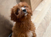F1b Cavapoo puppies…