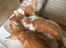 8 kittens