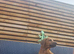 Rhodesian ridgeback looking for their forever homes