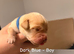 Labrador puppies