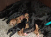 Cocker Spaniel Puppies for Sale