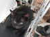 9week old kittens