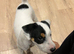 Jack Russell