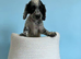 Cockerspaniel puppies