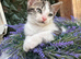 ADORABLE FEMALE KITTEN READY NOW