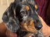 Wirehaired Dachshund Tweenie