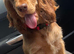 KC STUNNING SHOW TYPE COCKER SPANIELS