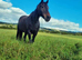 Beautiful Class 1 Irish Draught Mare. Broodmare or Project