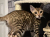 Beautiful Bengal Babies Ready Now