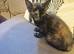 Female kitten