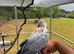 Silly tame African grey