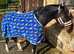 12.2 HH Welsh sec c gelding