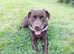 Dark chocolate Labrador Stud dog