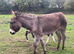 Meet Maggie, a truly special donkey (in foal)