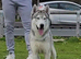 Siberian husky