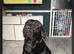 Labrador x pups
