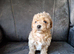 Gorgeous tiny maltipoo puppies
