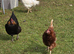 Various Hens
