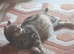 Bengal X