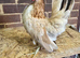 Serama Pullets POL