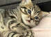Beautiful kitten ready for their new home