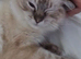 Beautiful Male Ragdoll kitten