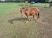 Chestnut welsh section a pony