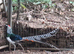 2 year old lady amherst cockbird