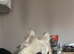 Male Pomeranian
