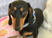 Female miniature dachshund