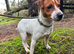 Jack Russell female 2 years old