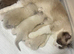 Pure-breed Ragdoll kittens