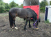 Rolo 4yr old Irish draught x cob gelding