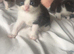 Male and female mainecoon cross
