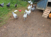 Araucana pullets available