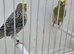 BEAUTIFUL PROVEN PAIR LIZARDS CANARIES