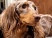 Beautiful Miniature Daschund