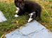 Male kittens for sale