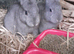 *** Pretty twin Chinchilla sisters***