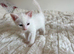 Adorable mixed breed kittens